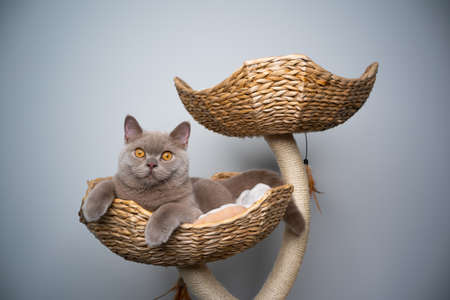 6 month old lilac british shorthair kitten resting on scratching post with empty place and copy spaceの写真素材