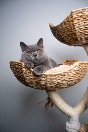 6 month old blue british shorthair kitten resting on comfortable pet bed of scratching postの写真素材