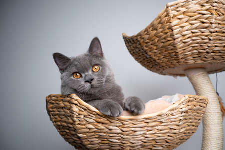 6 month old blue british shorthair kitten resting in comfortable pet bed on scratching post looking at cameraの写真素材