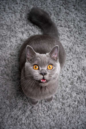6 month old blue british shorthair kitten standing on fluffy carpet looking up at camera meowing with mouth openの写真素材