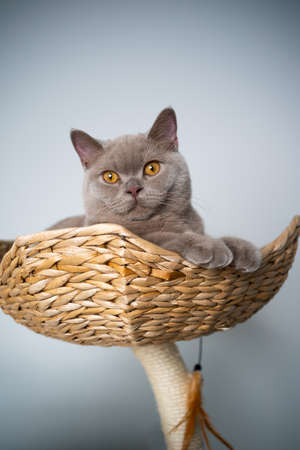 6 month old lilac british shorthair kitten resting on pet bed of scratching post with copy spaceの写真素材