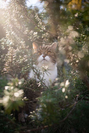 tabby white british shorthair cat sitting amidst green rosemary bush outdoors in sunny nature looking up with lens flareの写真素材
