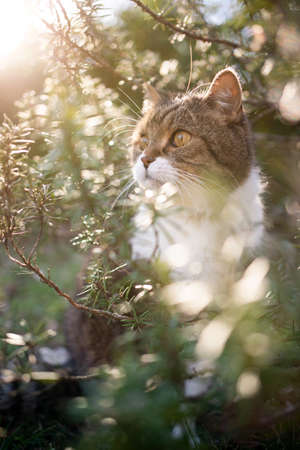 tabby white british shorthair cat sitting amidst green rosemary bush outdoors in sunny nature looking to the sideの写真素材