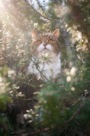 tabby white british shorthair cat sitting amidst green rosemary bush outdoors in sunny nature looking up with lens flareの写真素材