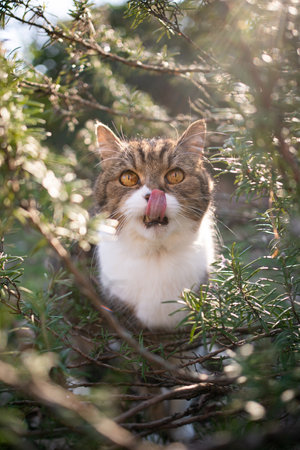 A white british shorthair cat sitting amidst green rosemary bush outdoors in sunnyの写真素材
