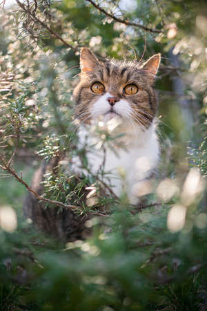A tabby white british shorthair cat sitting amidst green rosemary bush outdoors in sunnyの写真素材