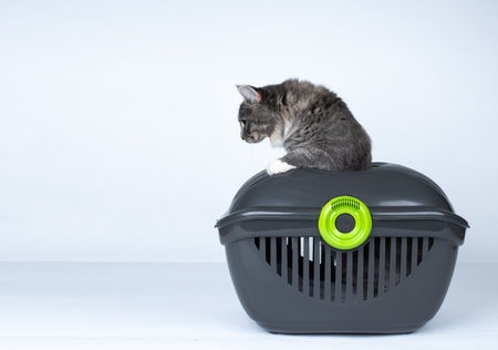side view of a young blue tabby maine coon cat climbing out of cat carrier transportation boxの写真素材