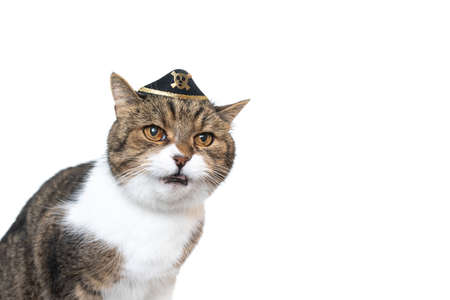 funny studio portrait of a tabby white british shorthair cat wearing a small pirates hat with copy spaceの写真素材