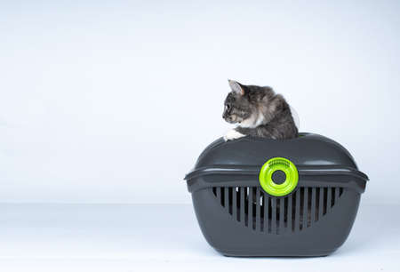 side view of a young blue tabby maine coon cat climbing out of cat carrier transportation boxの写真素材