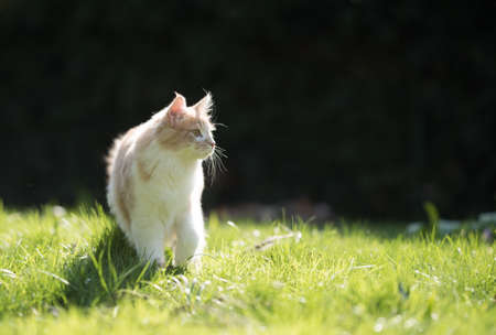 fawn cream colored maine coon cat standing in the sunlight observing the back yard looking to the sideの写真素材