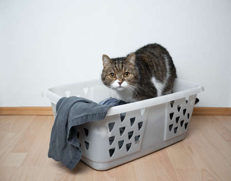 cute tabby white british shorthair cat curious about laundry basketの写真素材