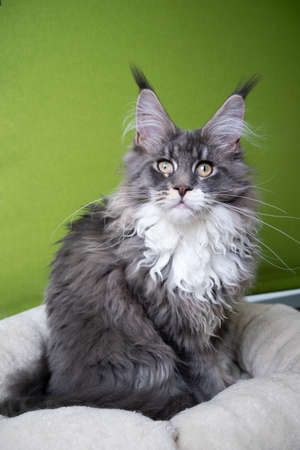blue tabby maine coon cat sitting on pet bed in front of green background looking at cameraの写真素材