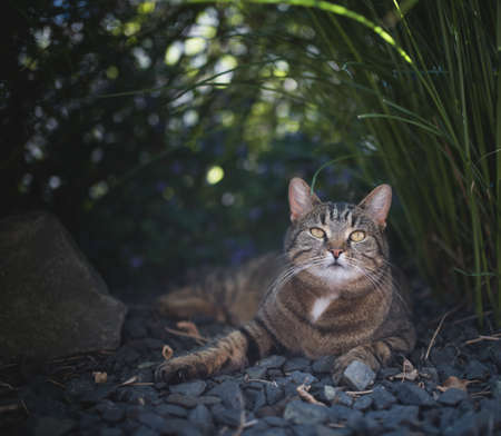 tabby domestic shorthair cat relaxing under a bush of pampas grass looking at cameraの写真素材