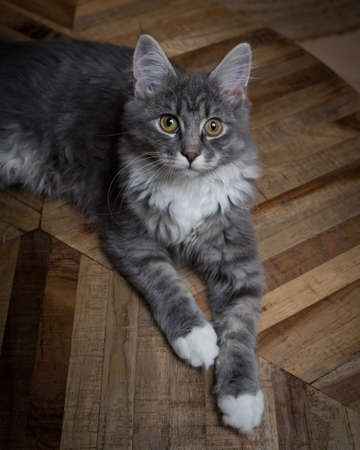 high angle view of a blue tabby maine coon kitten resting on a wooden table looking at cameraの写真素材
