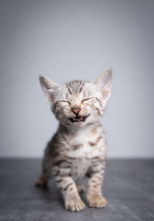tired 8 week old black silver tabby rosetted bengal kitten standing on concrete floor with eyes closed and open mouthの写真素材