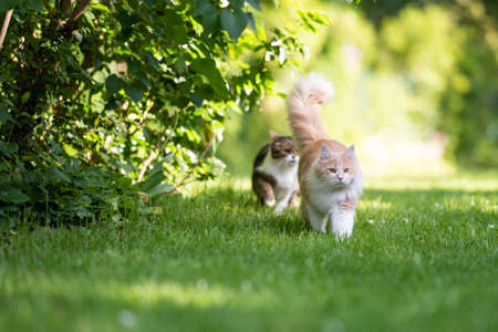 front view of a beige white maine coon cat walking away from tabby british shorthair cat in the back yard on a sunny dayの写真素材