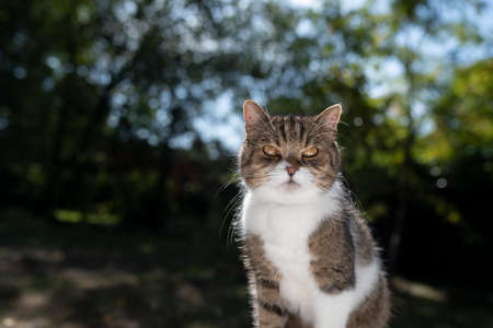portrait of a curious tabby white british shorthair cat looking at camera outdoors on a summer day in sunlightの写真素材