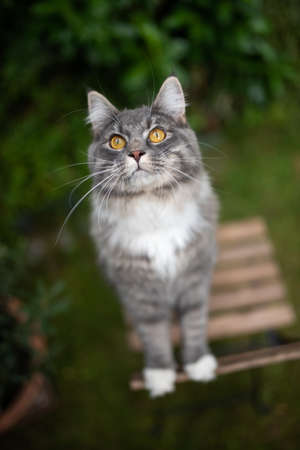 young blue tabby maine coon cat with white paws standing on wooden garden chair looking up begging outdoorsの写真素材