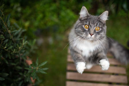 high angle view of a playful curious young blue tabby maine coon cat with white paws moving up begging on garden table outdoorsの写真素材