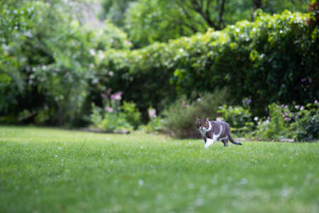 tabby white british shorthair cat walking over the lawn in beautiful green back yardの写真素材