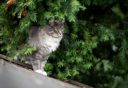 blue tabby maine coon cat standing on roof top of a shed in the garden observing birds hiding behind coniferの写真素材