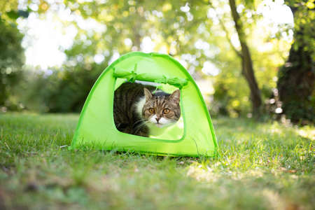 tabby white british shorthair cat looking out of green mini tent outdoors in the gardenの写真素材