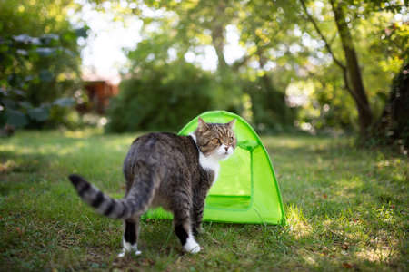 tabby white british shorthair cat standing in front of green tent outdoors in the back yard looking backの写真素材