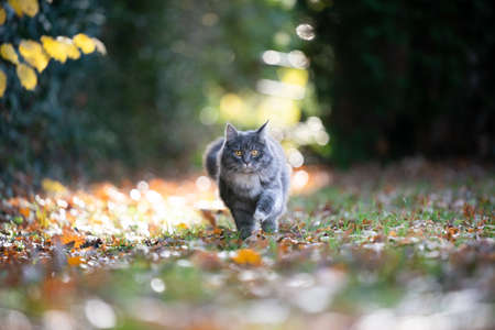 blue tabby maine coon cat outdoors in the garden walking towards camera looking curiouslyの写真素材