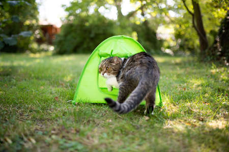 tabby white british shorthair cat carefully entering a green mini tent outdoors in the garden looking backの写真素材
