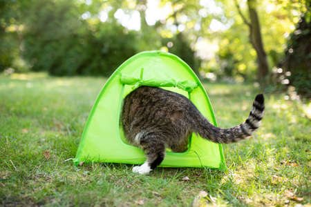 rear view of a tabby white british shorthair cat enterin a green mini tent outdoors in the gardenの写真素材