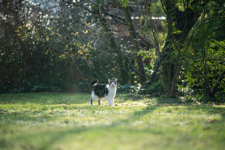 white black spotted stray cat standing outdoors in the garden with eyes closedの写真素材