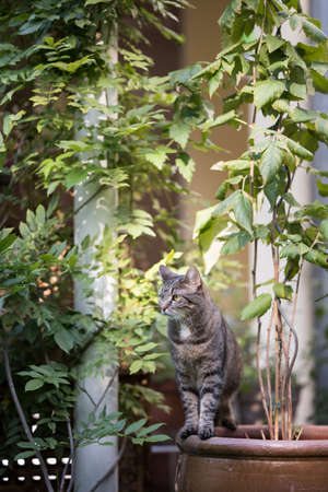 tabby domestic shorthair cat standing on edge of plant pot in the back yard observing the gardenの写真素材