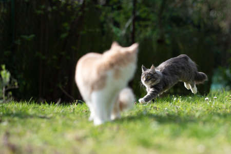 two playful maine coon cats in the back yard running around chasing each other on a sunny dayの写真素材
