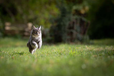 young playful blue tabby maine coon cat running in garden full speed looking straight ahead on a sunny dayの写真素材