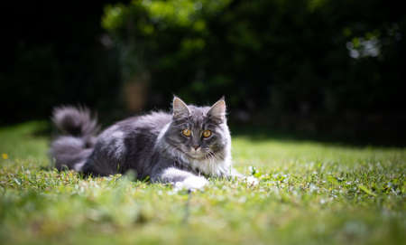 young playful blue tabby maine coon cat on grass in the garden looking at camera curiouslyの写真素材