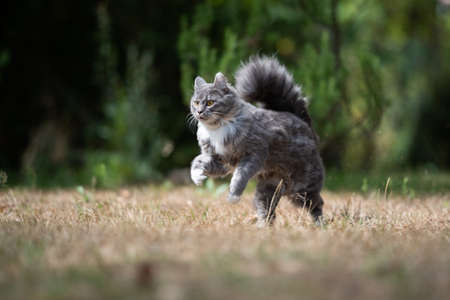 maine coon cat with white paws and fluffy tail running on dry grass outdoors in the garden on a hot and sunny summer dayの写真素材