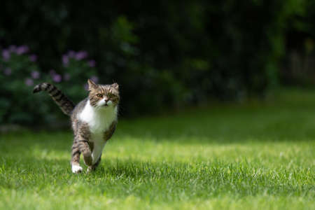 front view of a tabby white british shorthair cat running towards camera on grass in the back yard on a sunny summer day lookingの写真素材