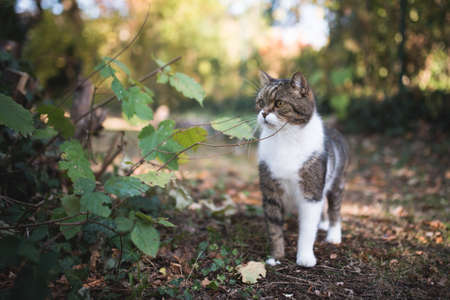tabby white british shorthair cat standing in the garden looking to the sideの写真素材