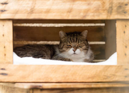 tired looking tabby white british shorthair cat relaxing in wooden fruit crate box outdoors on a sunny summer day winking at cameraの写真素材