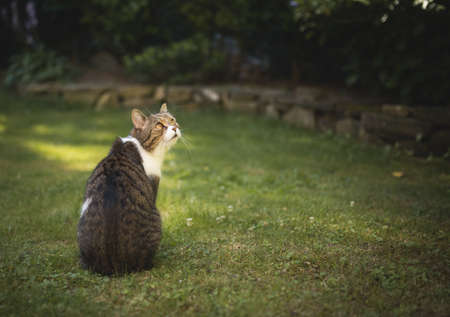 tabby white british shorthair cat standing on the lawn looking up curiously on a sunny dayの写真素材