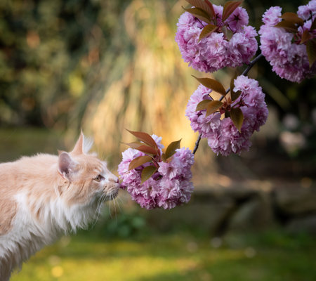 side view of a beige fawn maine coon cat smelling on cherry blossom in natureの写真素材