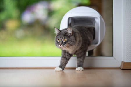 young blue tabby maine coon cat coming home passing through cat flap in window in front of garden looking aheadの写真素材