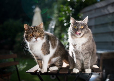 two cats standing on garden table outdoors on terrace looking at camera in sunlight licking over lips begging for treatsの写真素材