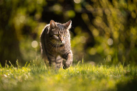 tabby cat walking on meadow in sunlight in summertimeの写真素材