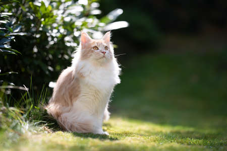 fawn cream colored maine coon cat sitting on the lawn in the back yard next to a bush looking up on a sunny dayの写真素材