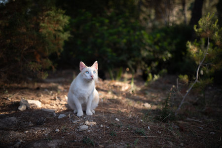 beautiful curious white ginger stray cat with blue eyes in the forest of Cala Gat, Majorca on a sunny summer dayの写真素材