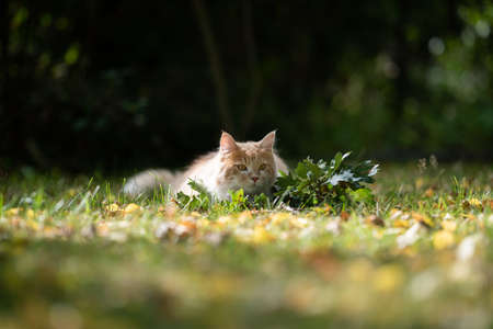 playful young cream tabby white ginger maine coon cat crouching on grass hunting outdoors in the back yard lurking on a sunny summer dayの写真素材