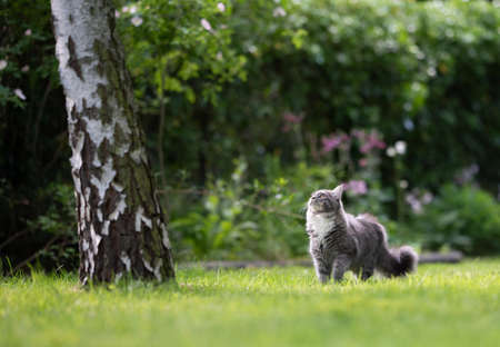 young blue tabby maine coon cat with fluffy tail standing on green grass in the back yard looking up next to a birch treeの写真素材