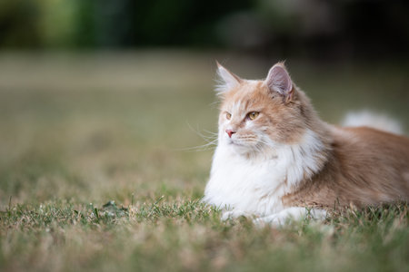 close up of a maine coon cat lying on dried up grass resting outdoors in the back yard on a summer day looking aheadの写真素材