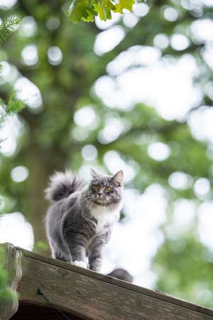 low angle view of a young blue tabby maine coon cat with white paws and fluffy tail standing on rooftop of a shedの写真素材